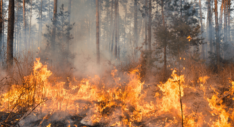 Private Client Insurance Navigating Wildfire Risks and Coverage Options