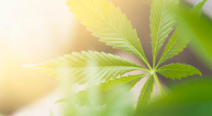 Guarding Growth Proactive Strategies to Shield Your Cannabis